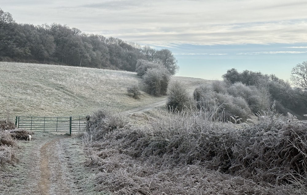 a frosty field with a path leading to a gate