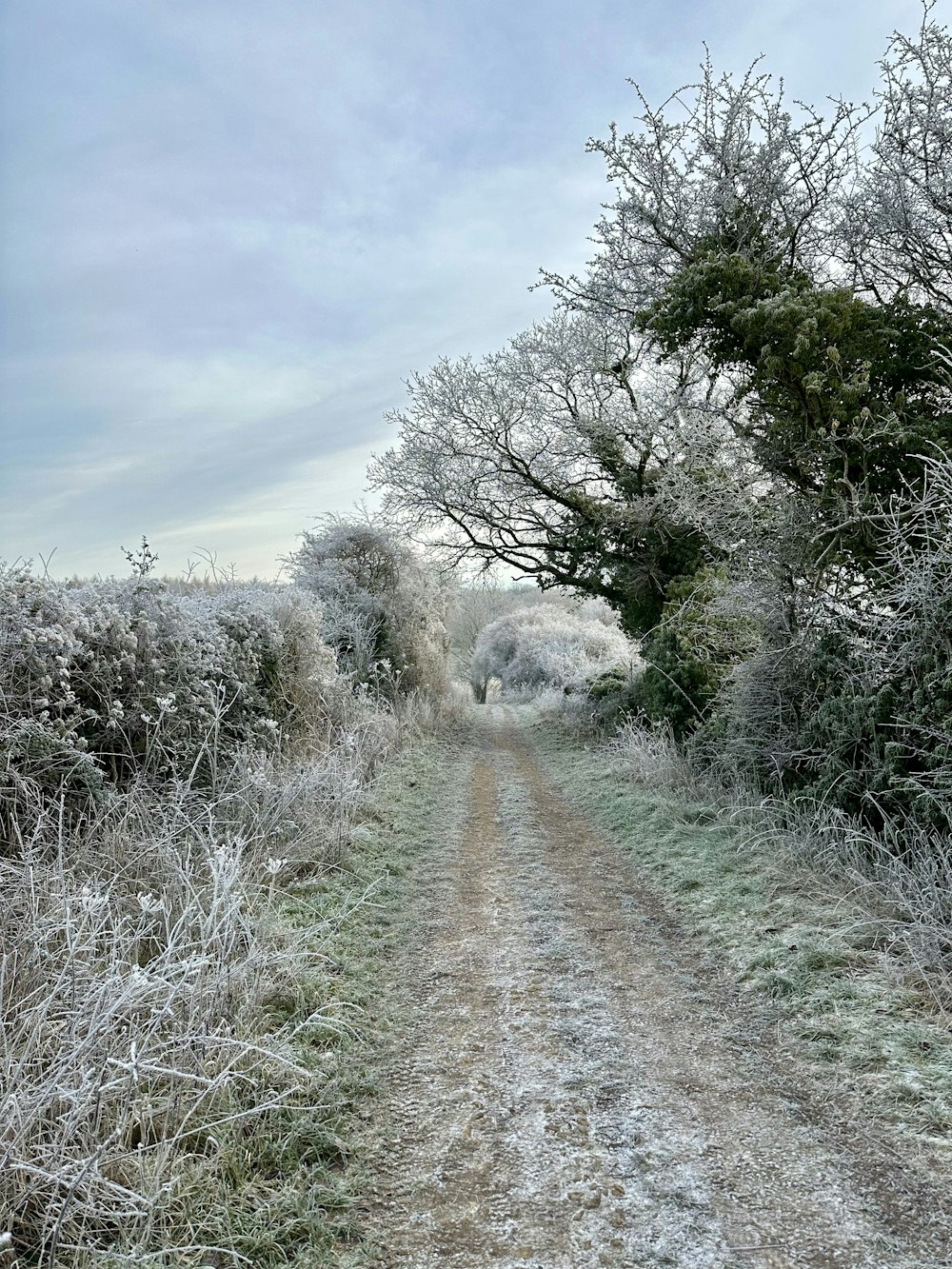 a dirt road surrounded by trees and bushes