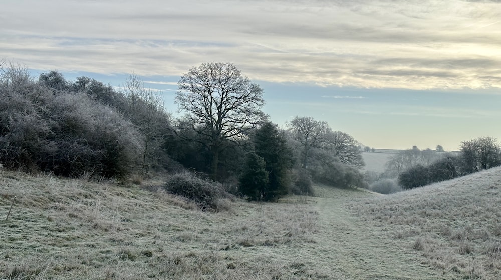 a frosty field with trees in the distance