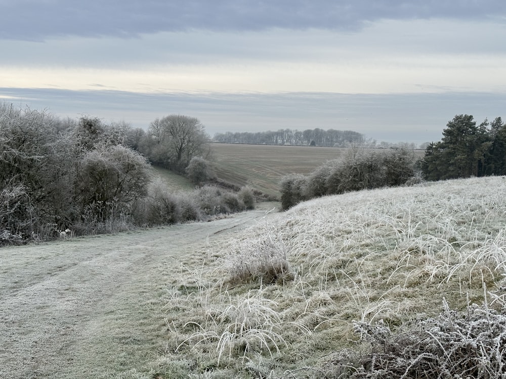 a frosty field with trees and bushes