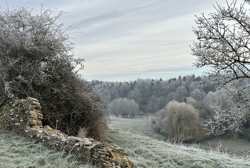 a frosty field with a stone wall and trees