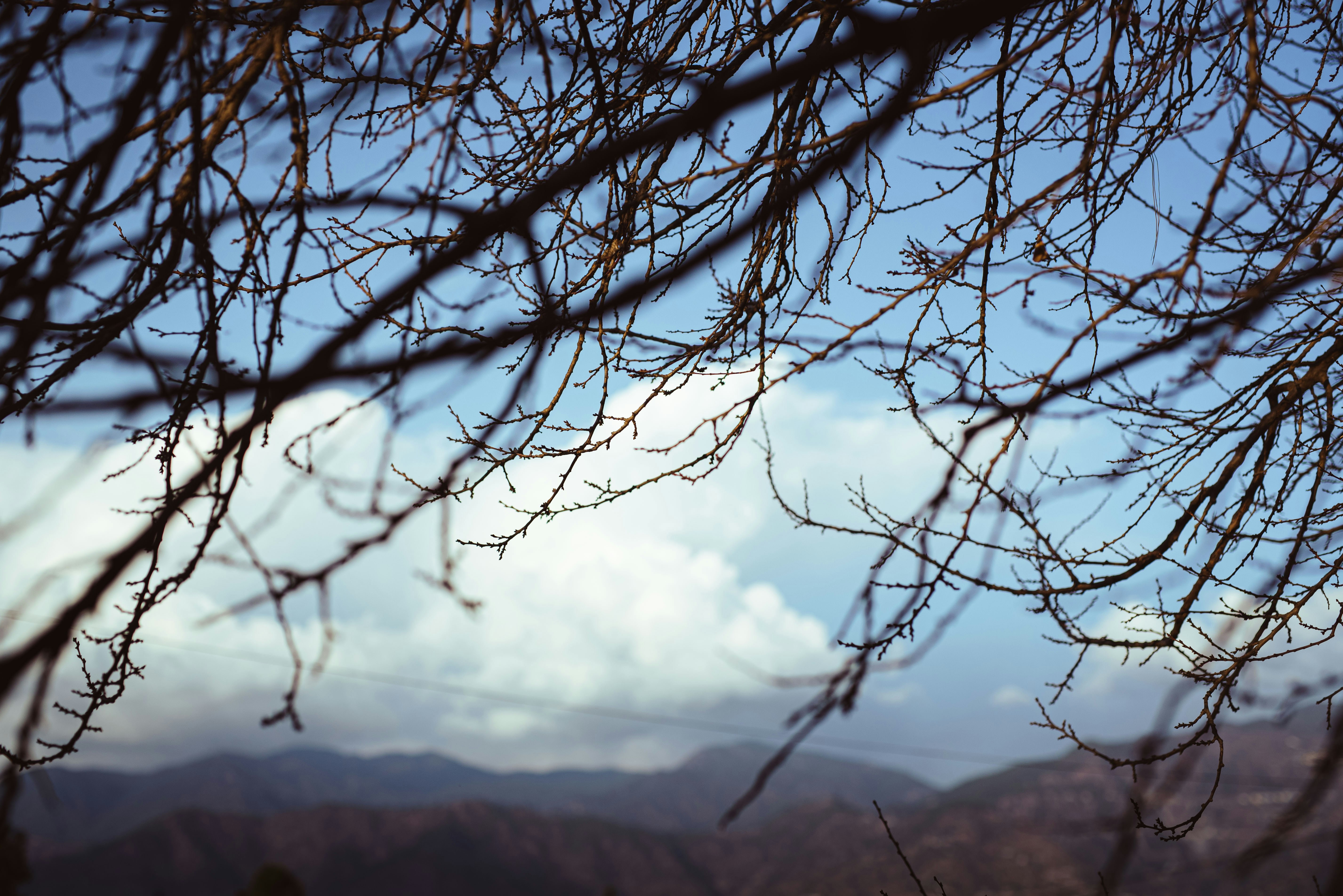 I rami di un albero con le montagne sullo sfondo
