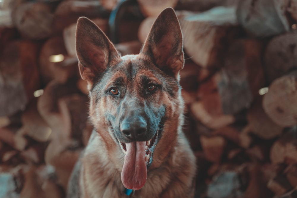 a german shepherd is standing in front of a pile of logs