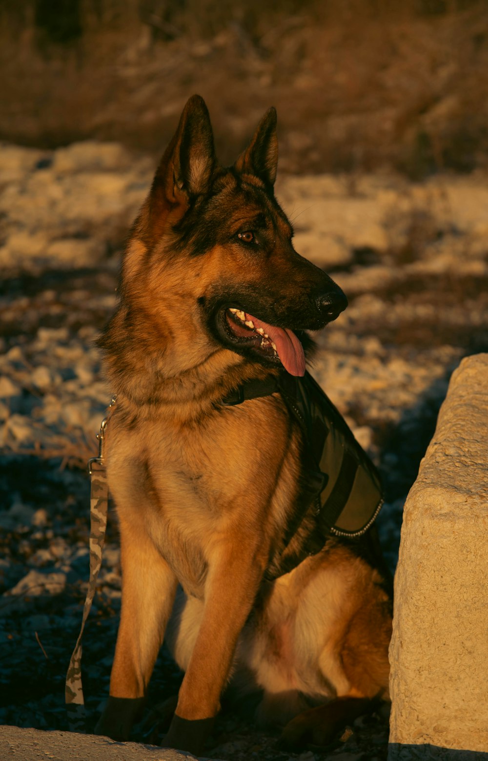 a dog sitting on the ground next to a rock