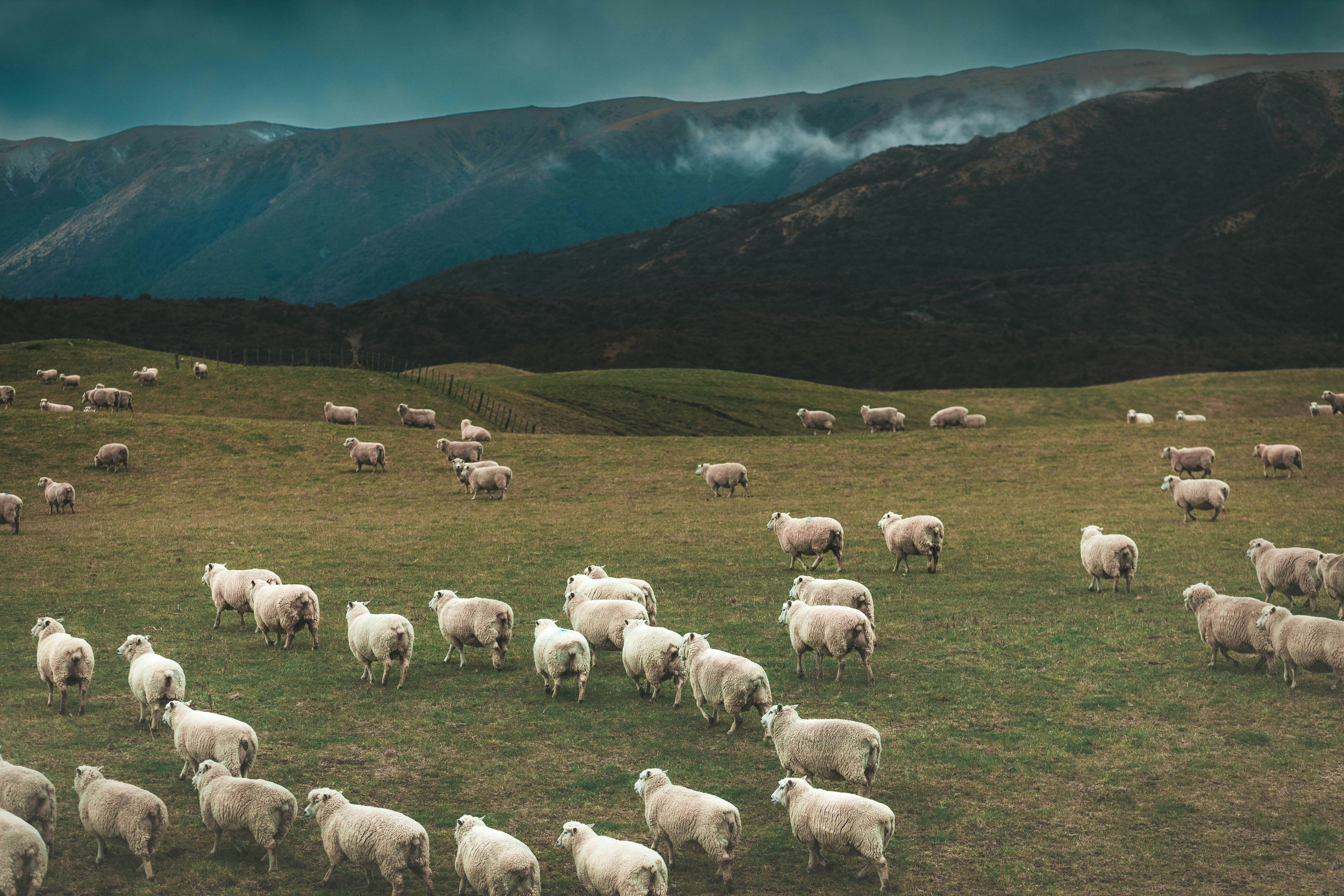 a herd of sheep standing on top of a lush green field
