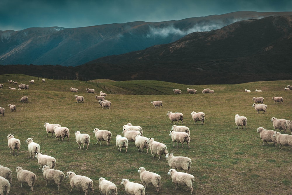 a herd of sheep standing on top of a lush green field