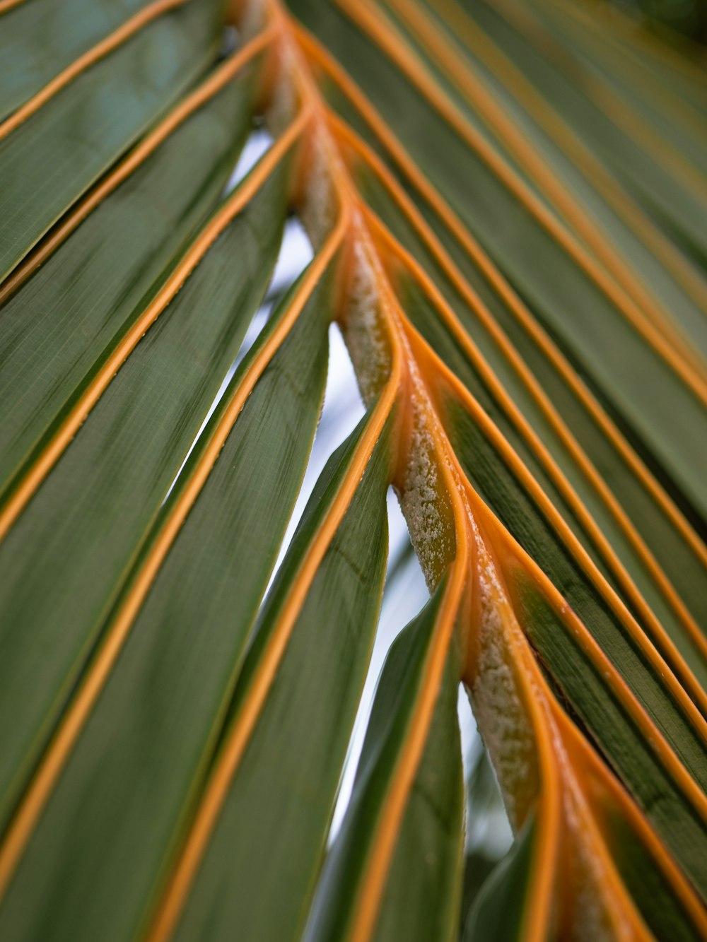 a close up view of a palm leaf