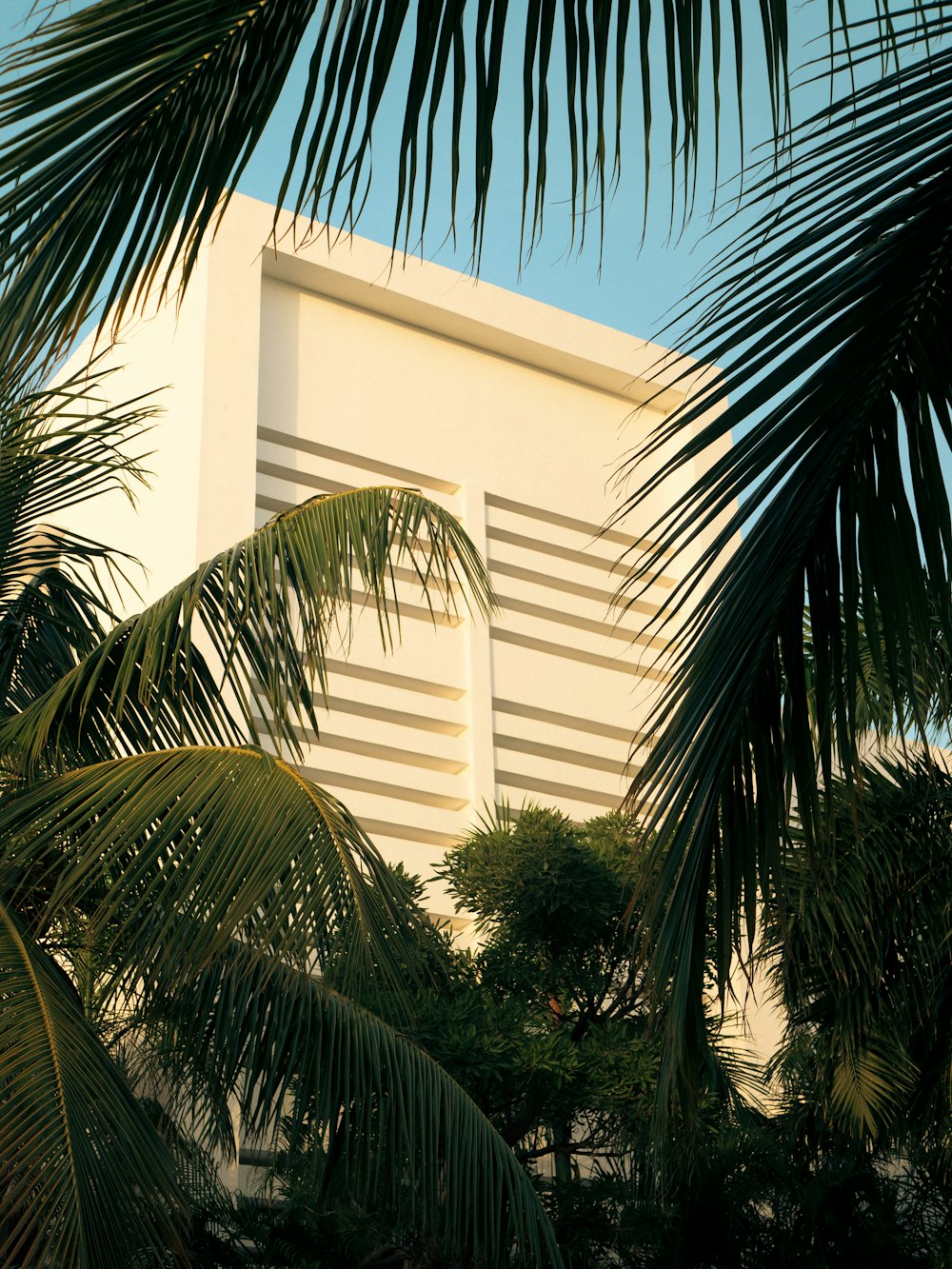 a tall white building surrounded by palm trees
