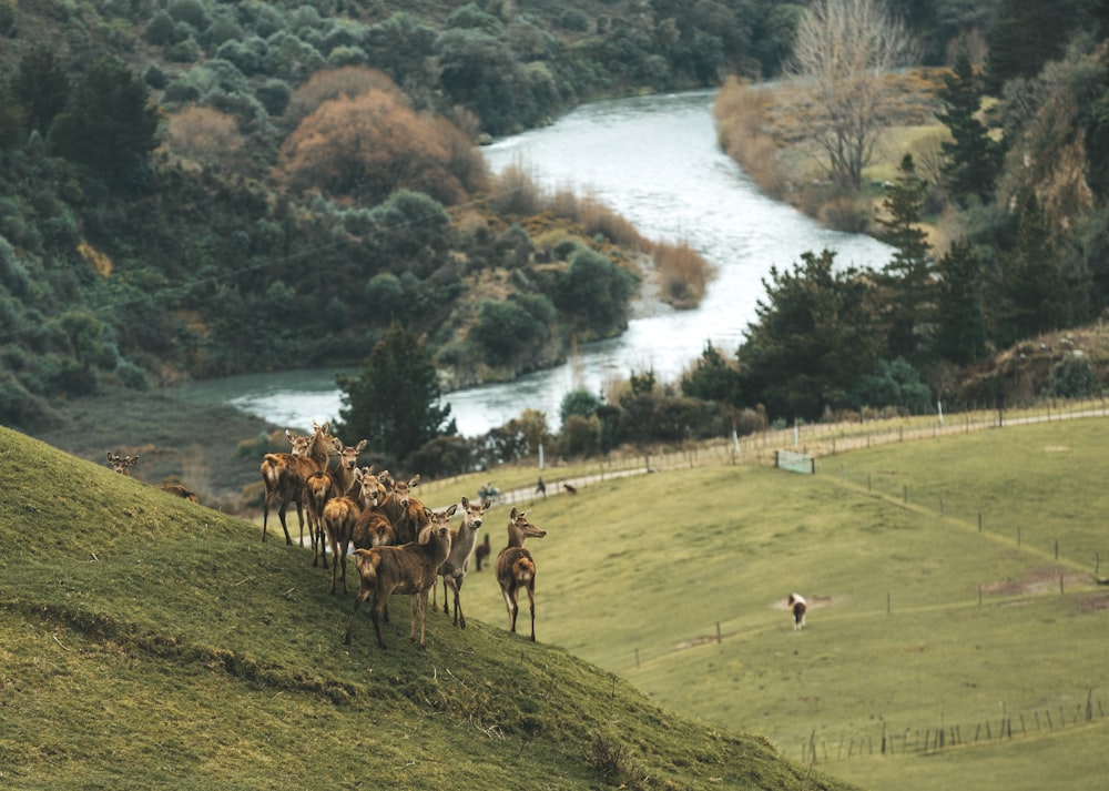 a herd of horses walking across a lush green hillside