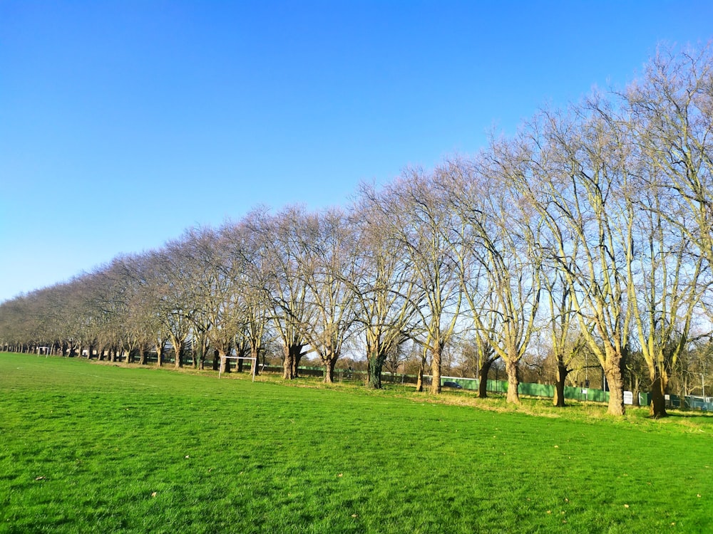 a grassy field with lots of trees in the background