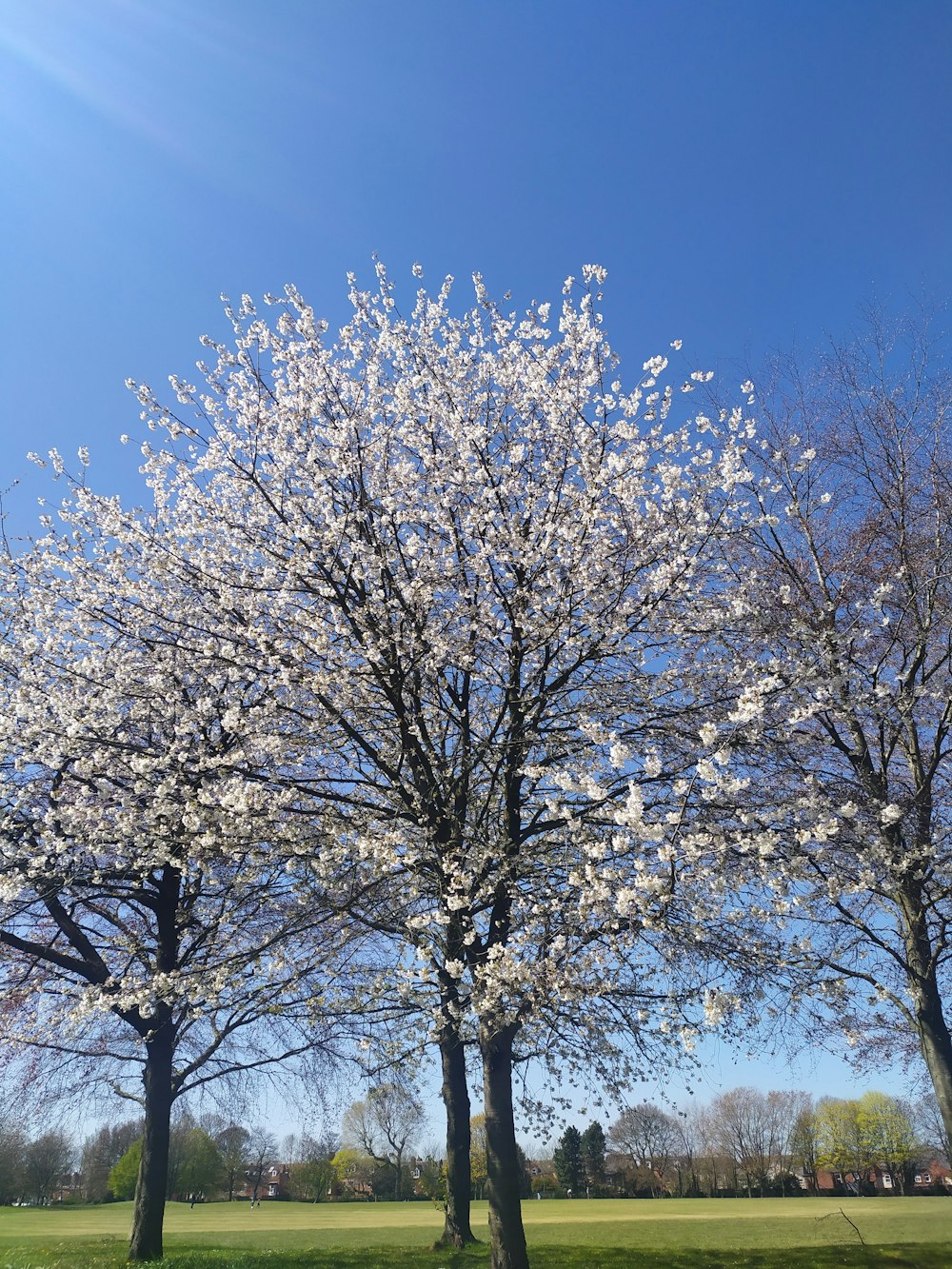 a couple of trees that are in the grass