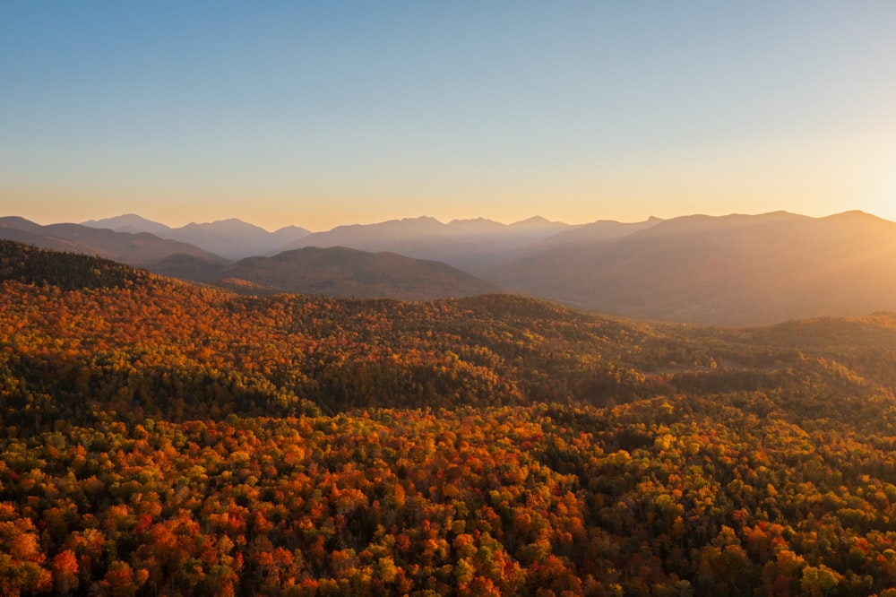 a scenic view of a forest with mountains in the background