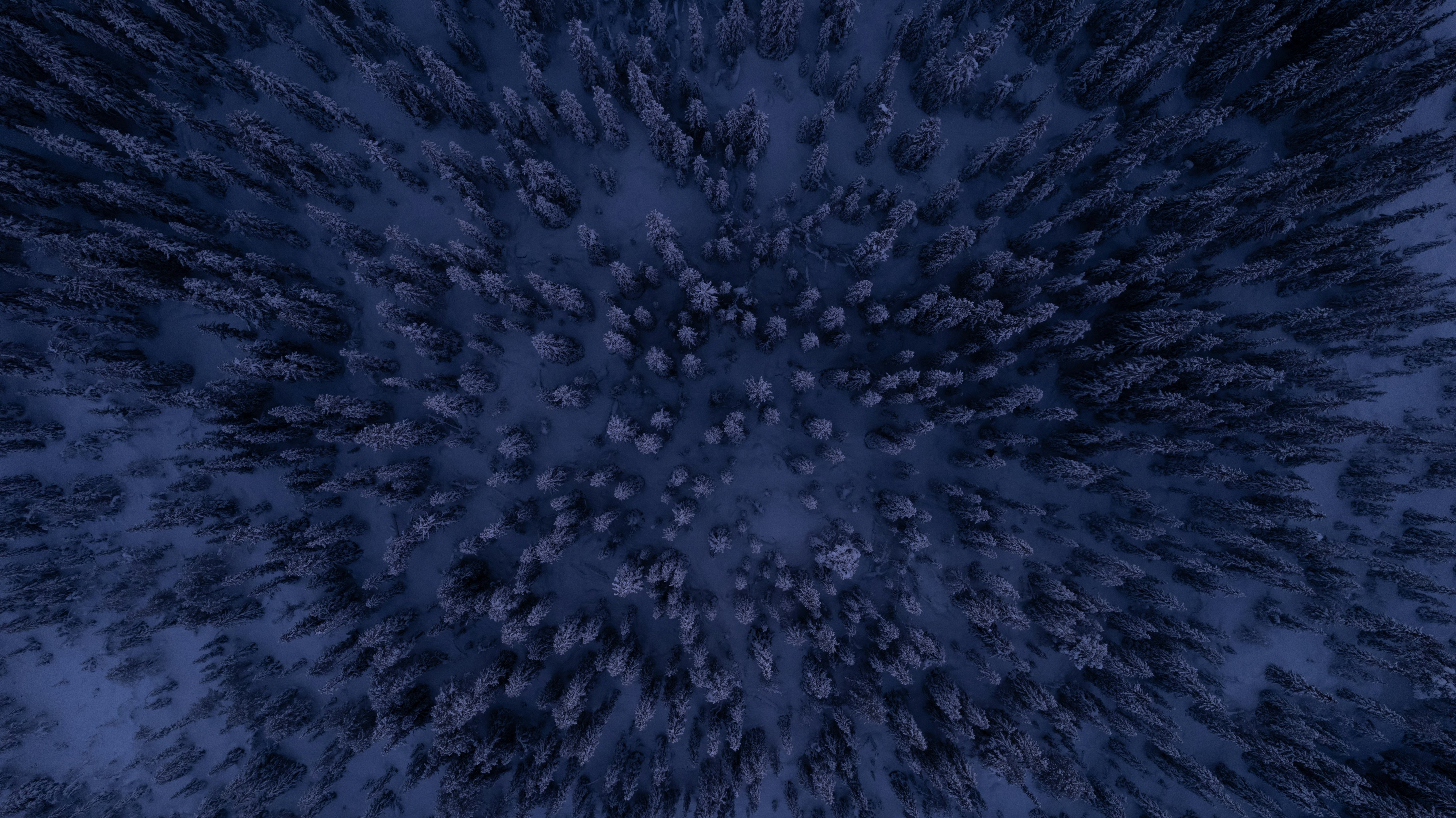 an aerial view of a group of trees