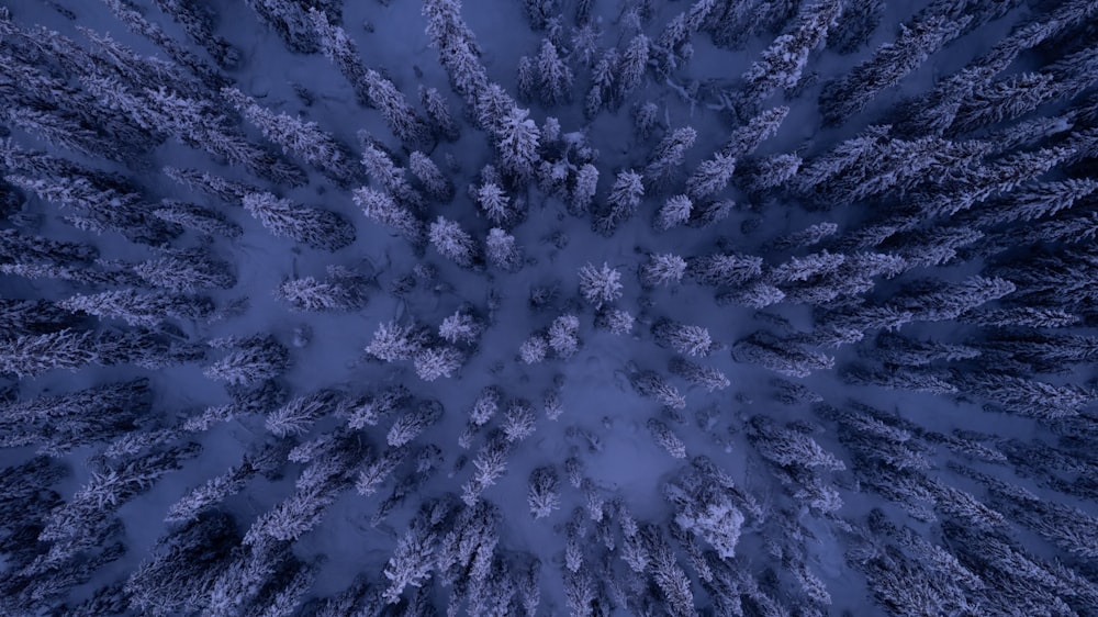 an aerial view of a snow covered forest