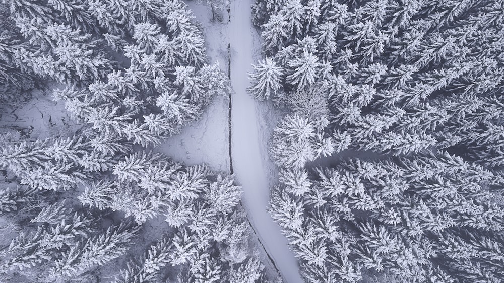 an aerial view of a snow covered forest