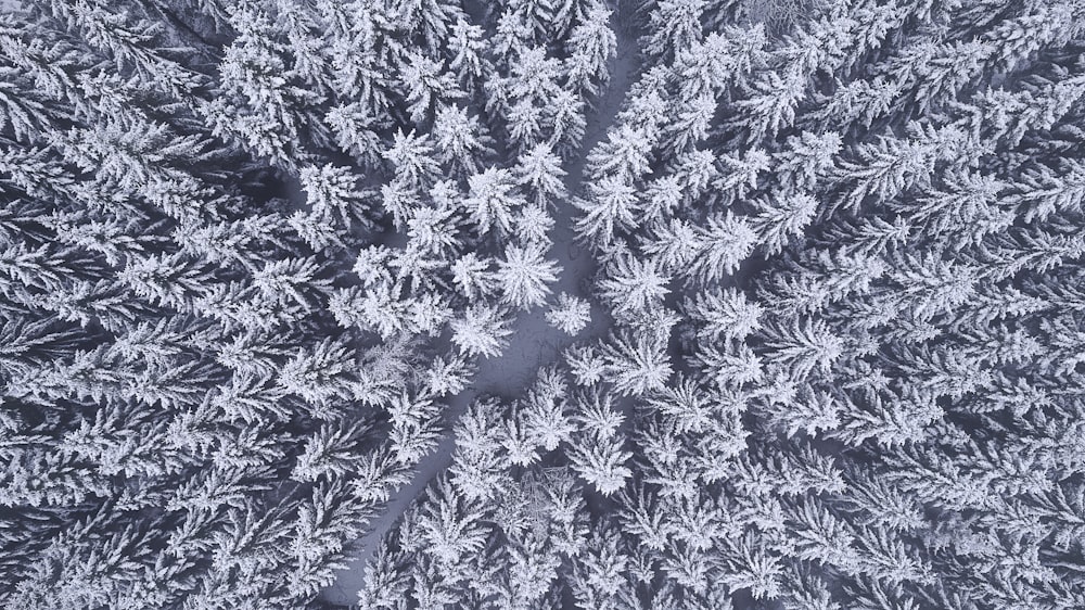 the top view of a snow covered tree