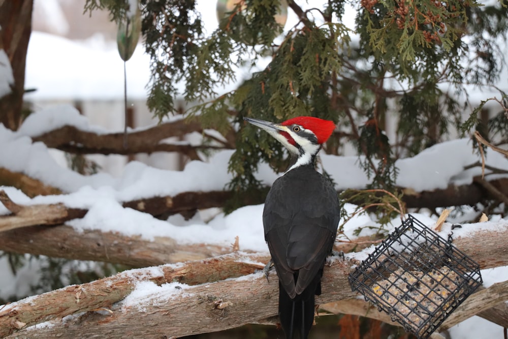 a bird is standing on a branch in the snow