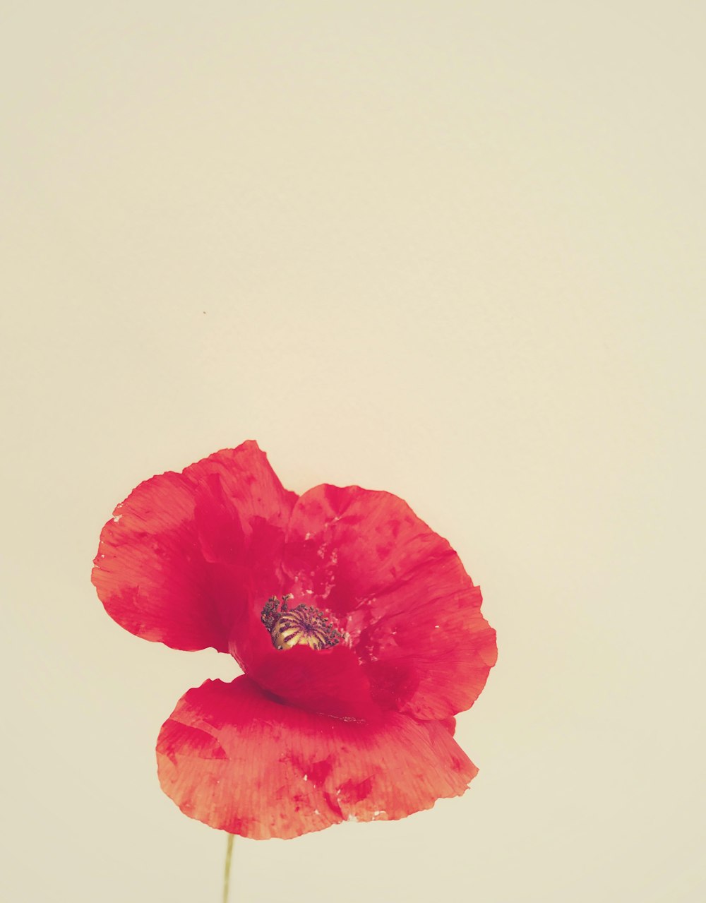 a single red flower on a white background