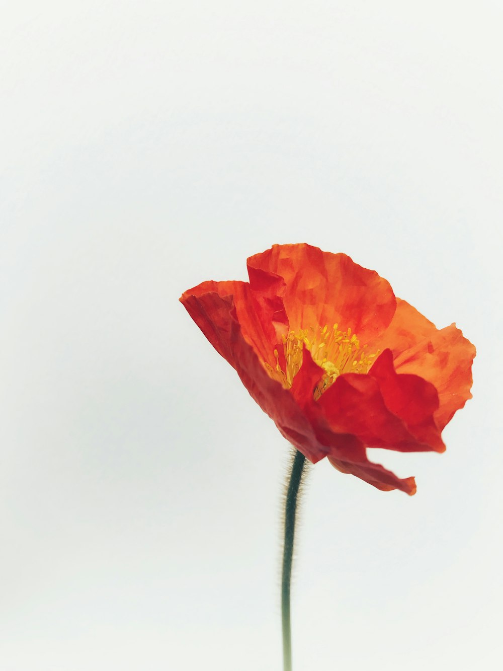 a single red and yellow flower with a white background