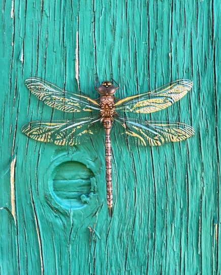 a dragonfly sitting on top of a wooden door