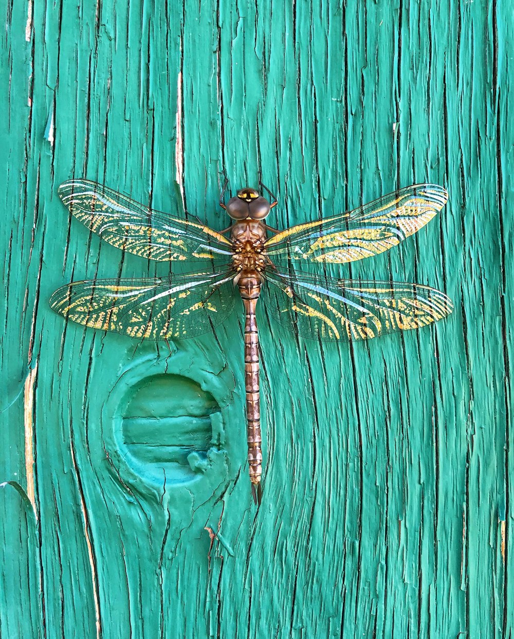 une libellule assise au sommet d’une porte en bois