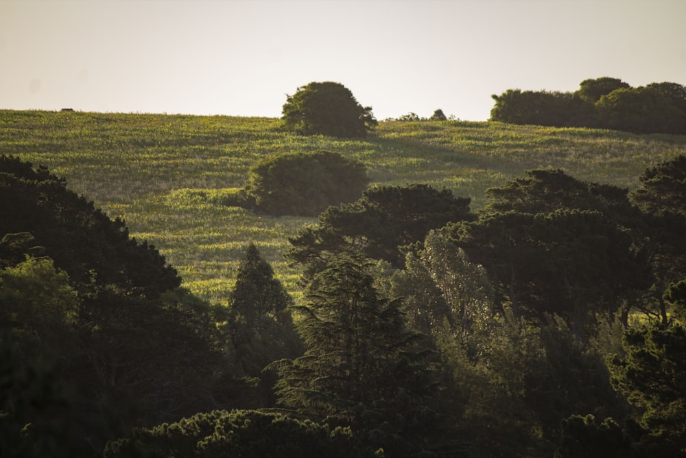 a grassy field with trees in the distance