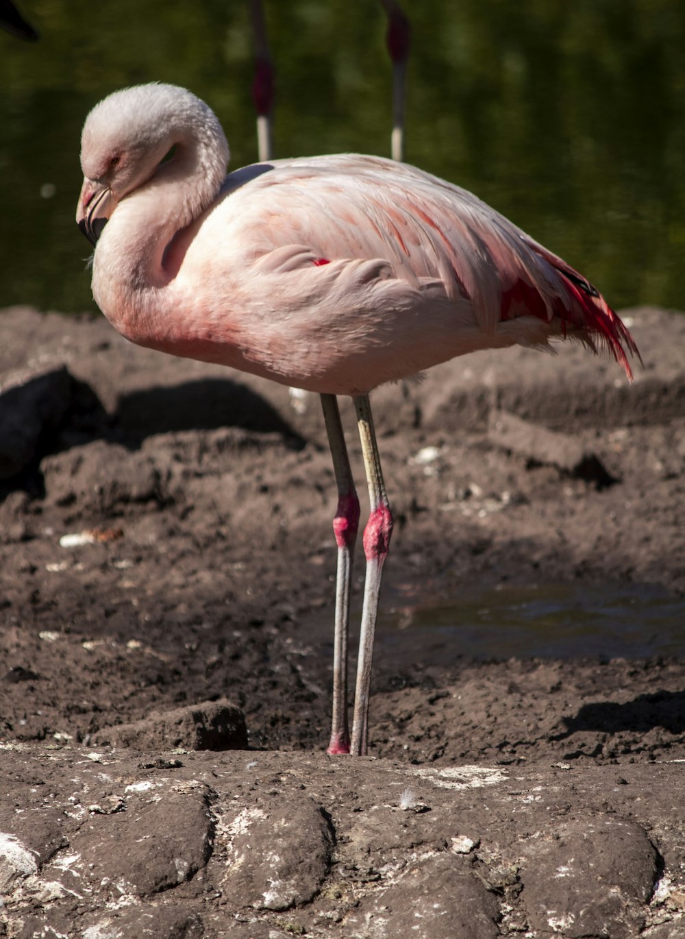 a pink flamingo standing on top of a dirt field