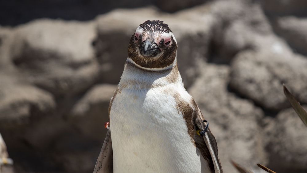 a close up of a penguin with a rock in the background