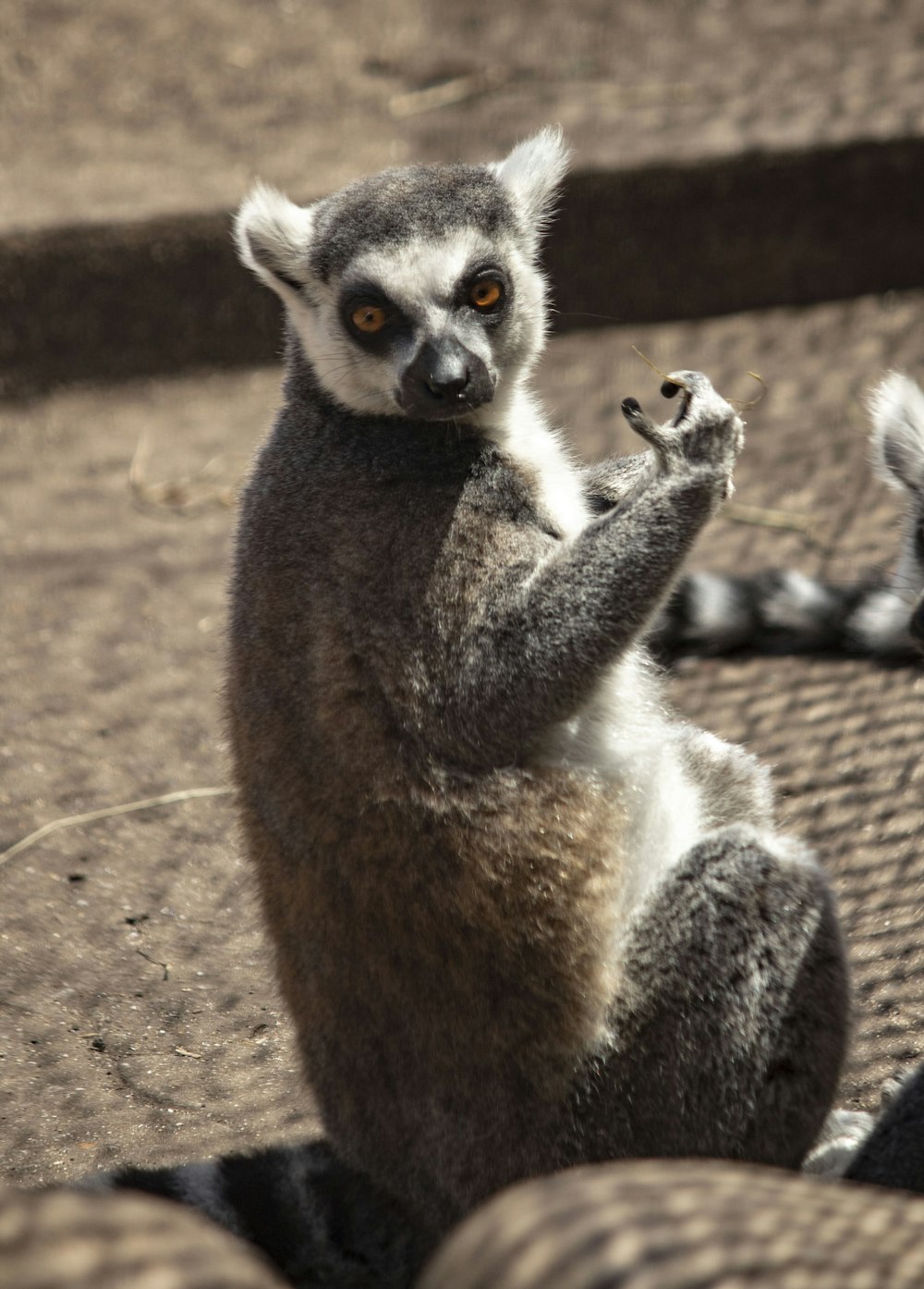 a small animal standing on its hind legs