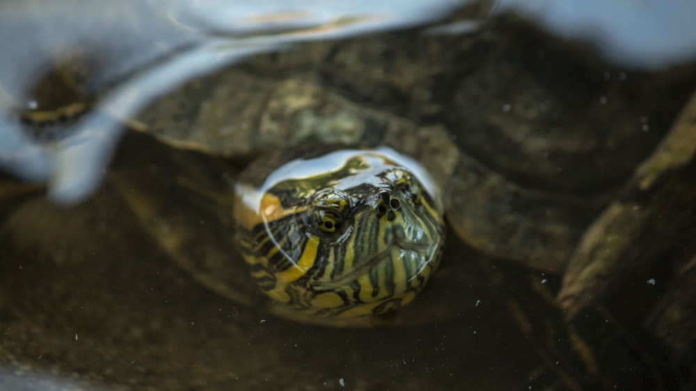 a close up of a turtle's shell in water