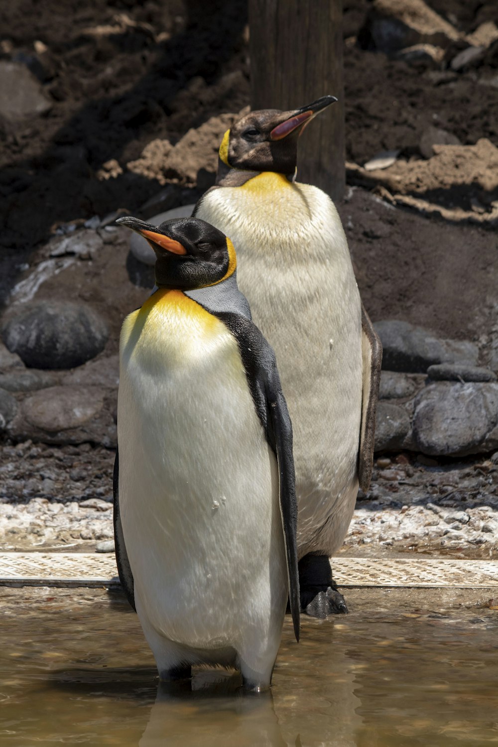 a couple of penguins standing next to each other