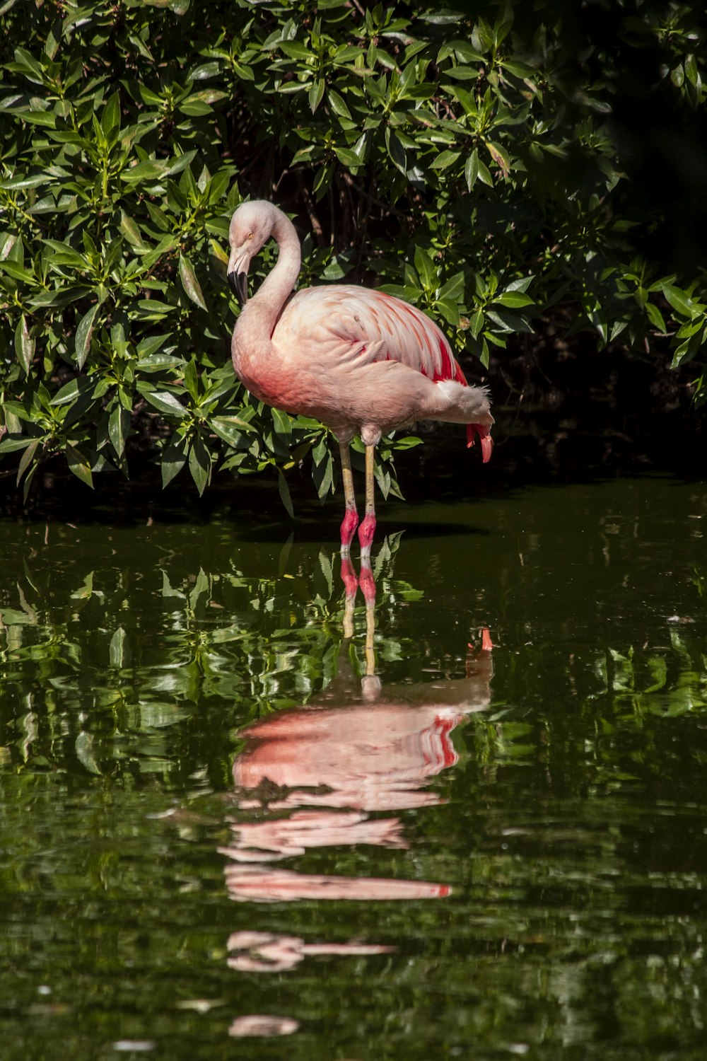 a pink flamingo standing in a body of water