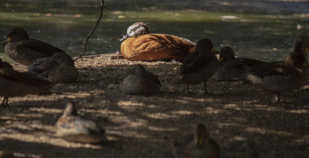 a flock of birds sitting on top of a dirt field