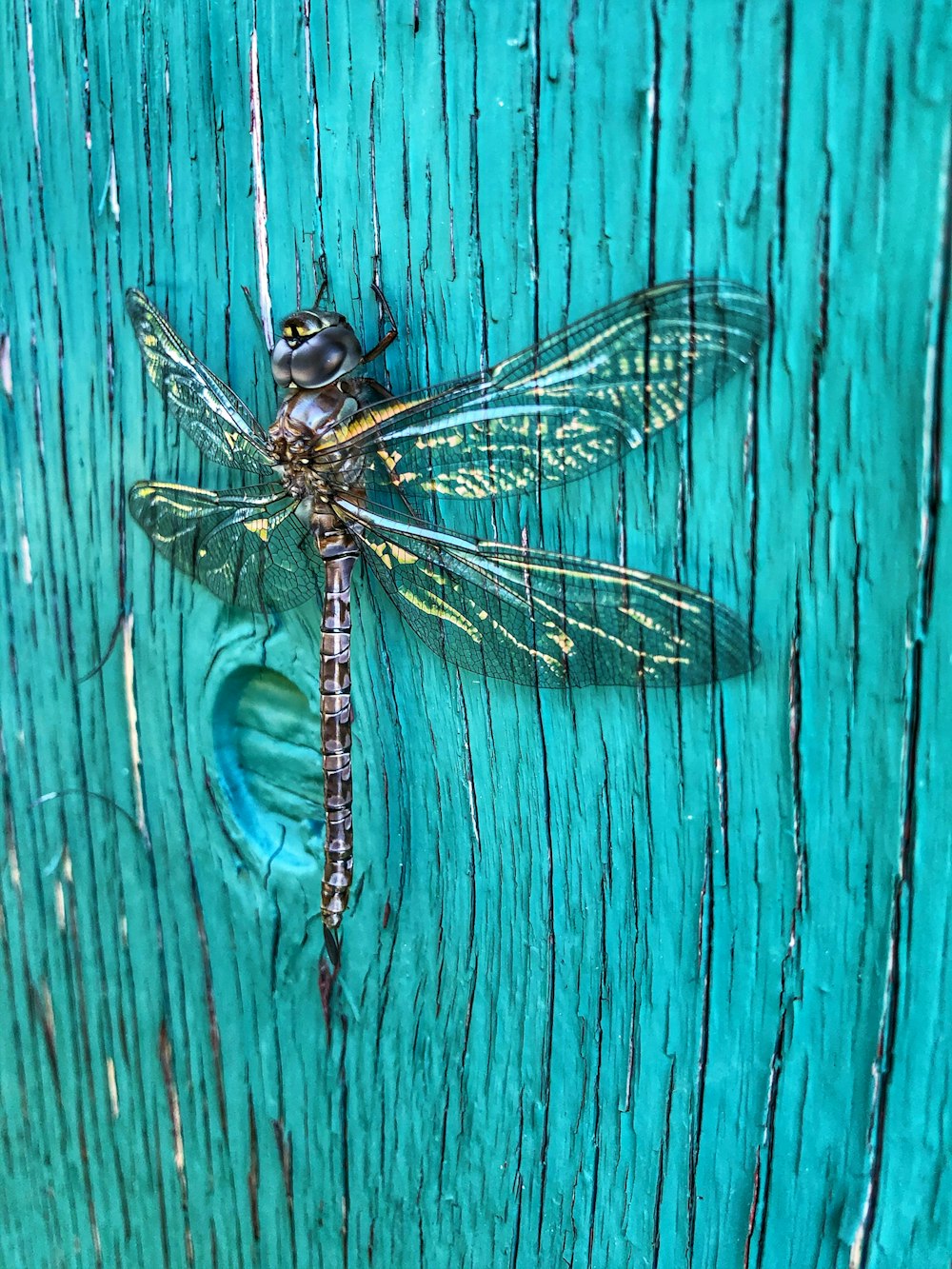 une libellule assise sur une surface en bois