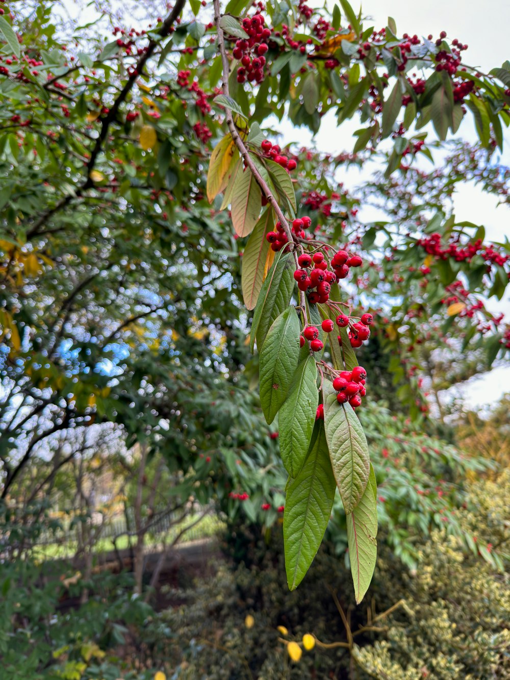 Un árbol lleno de muchas bayas rojas