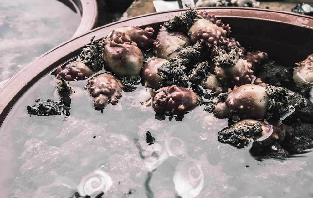 um balde cheio de muitas algas marinhas flutuando em cima da água