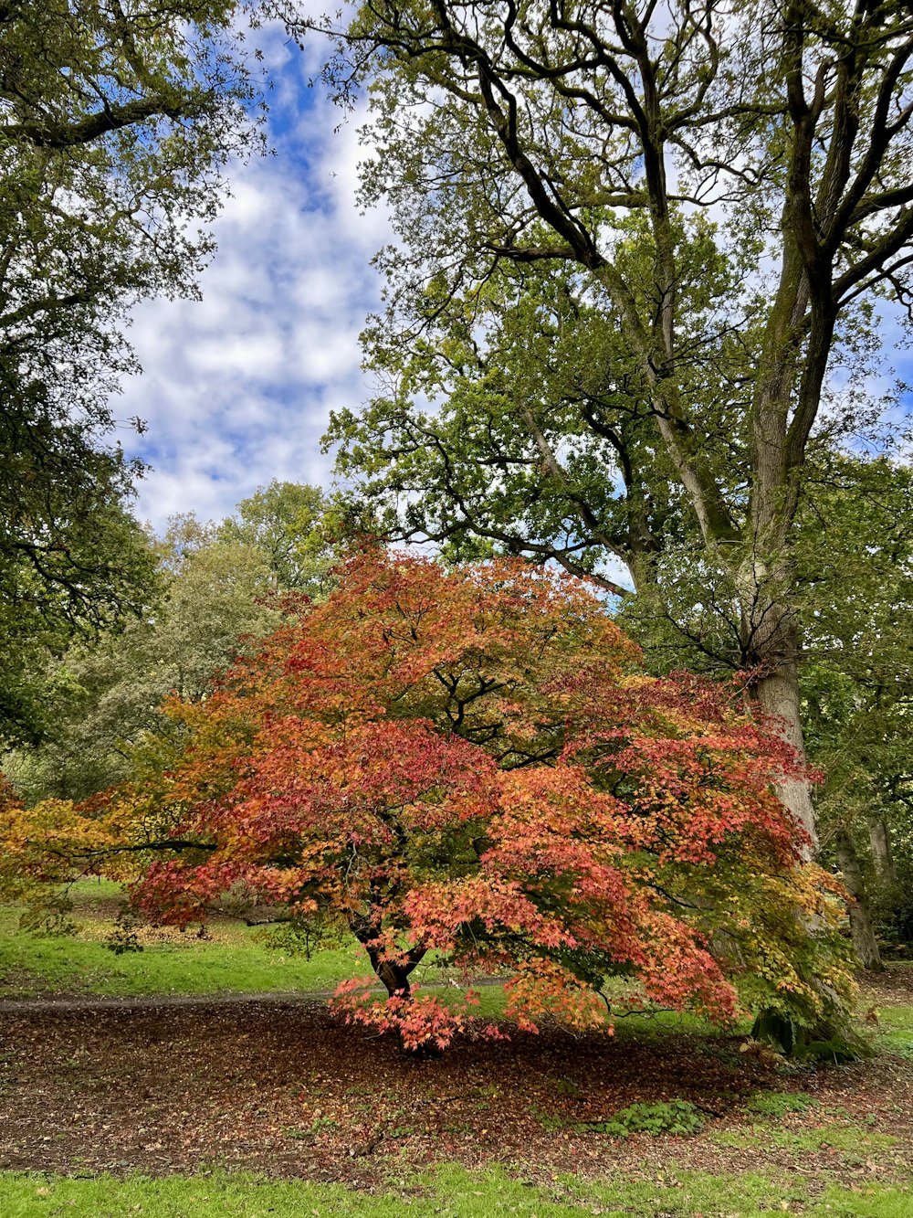 공원에 붉은 잎이 있는 나무