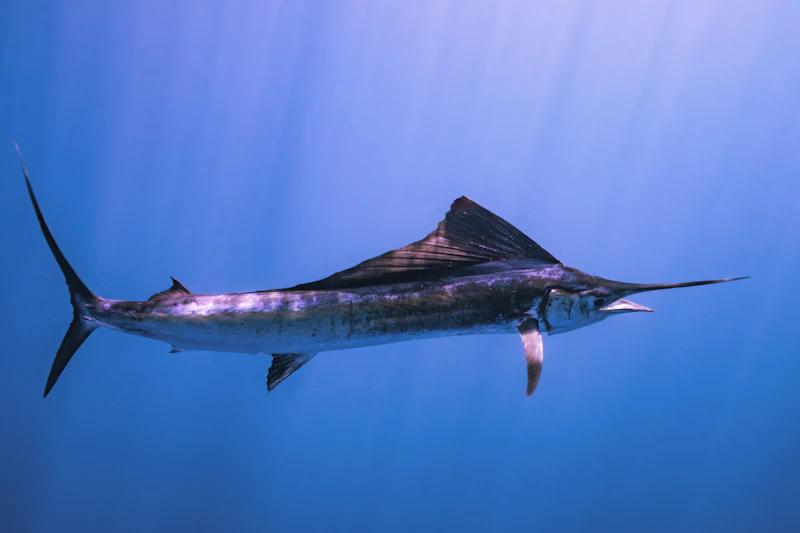 Swordfish (Xiphias gladius)