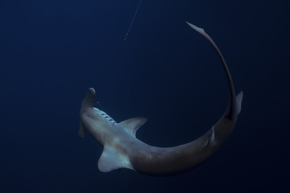 a large shark is hooked up to a hook