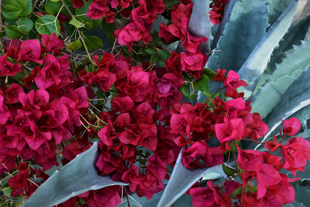 a bunch of red flowers that are next to each other