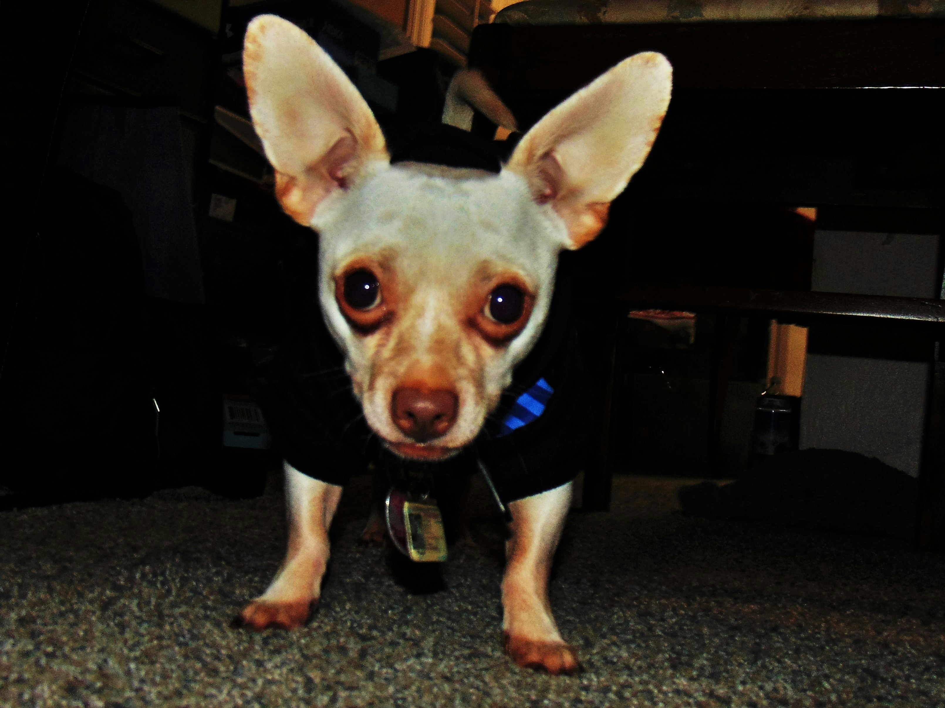 a small dog is wearing a black shirt