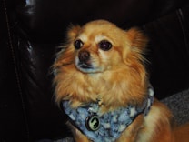 A small, fluffy dog with golden fur is sitting on a dark leather couch. The dog is wearing a patterned harness with a round tag. Its fur is well-groomed, and it has a calm, attentive expression.