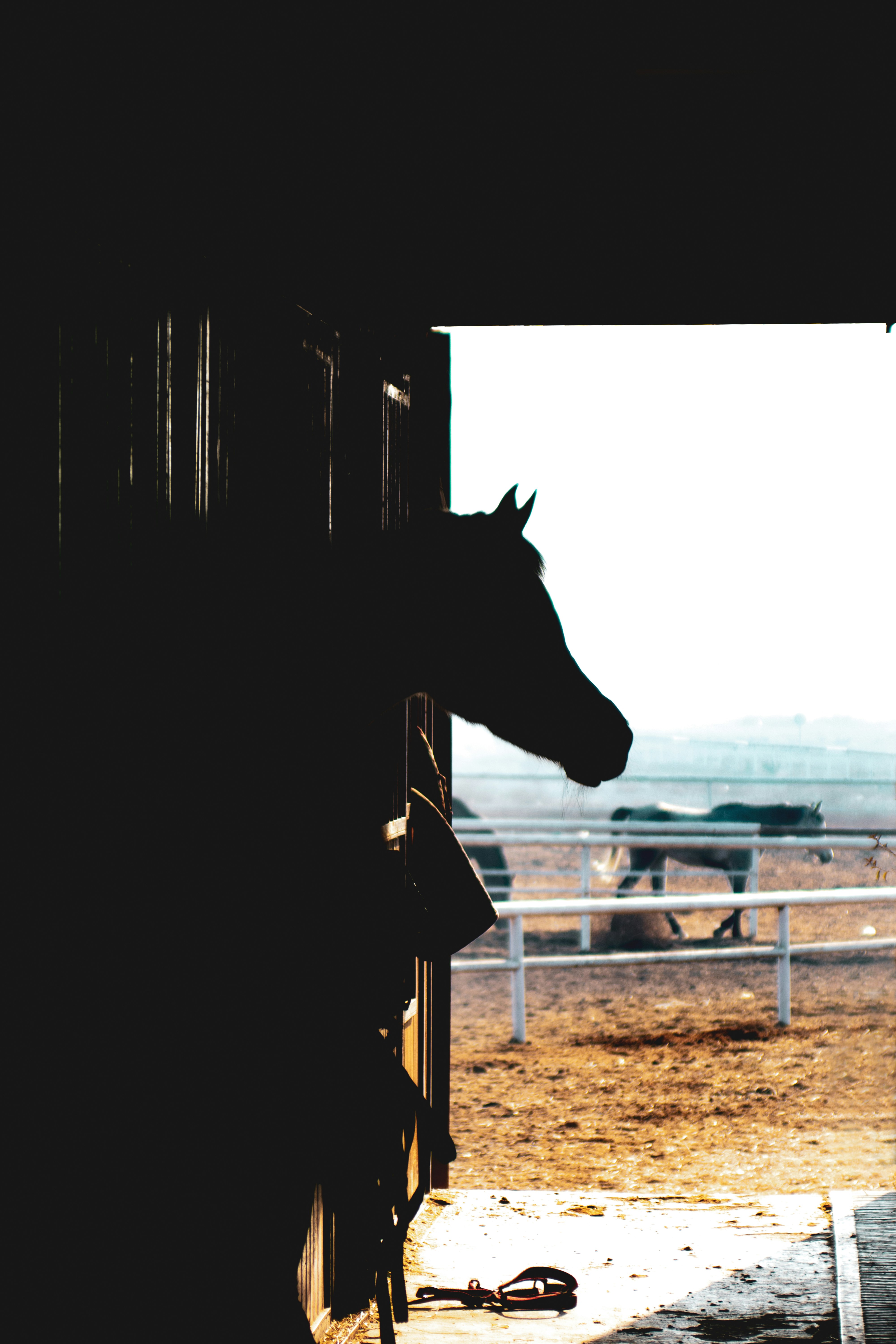 a horse sticking its head out of a stable