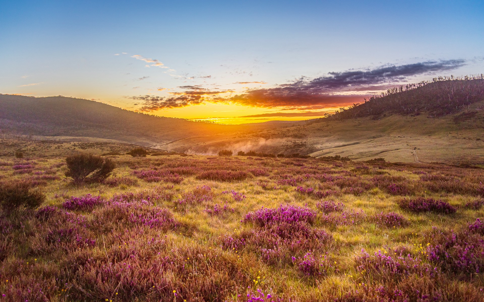 A vibrant landscape shot of golden hour light spilling over rolling hills dotted with wildflowers.