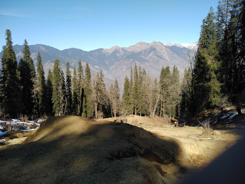 a dirt road in the middle of a forest