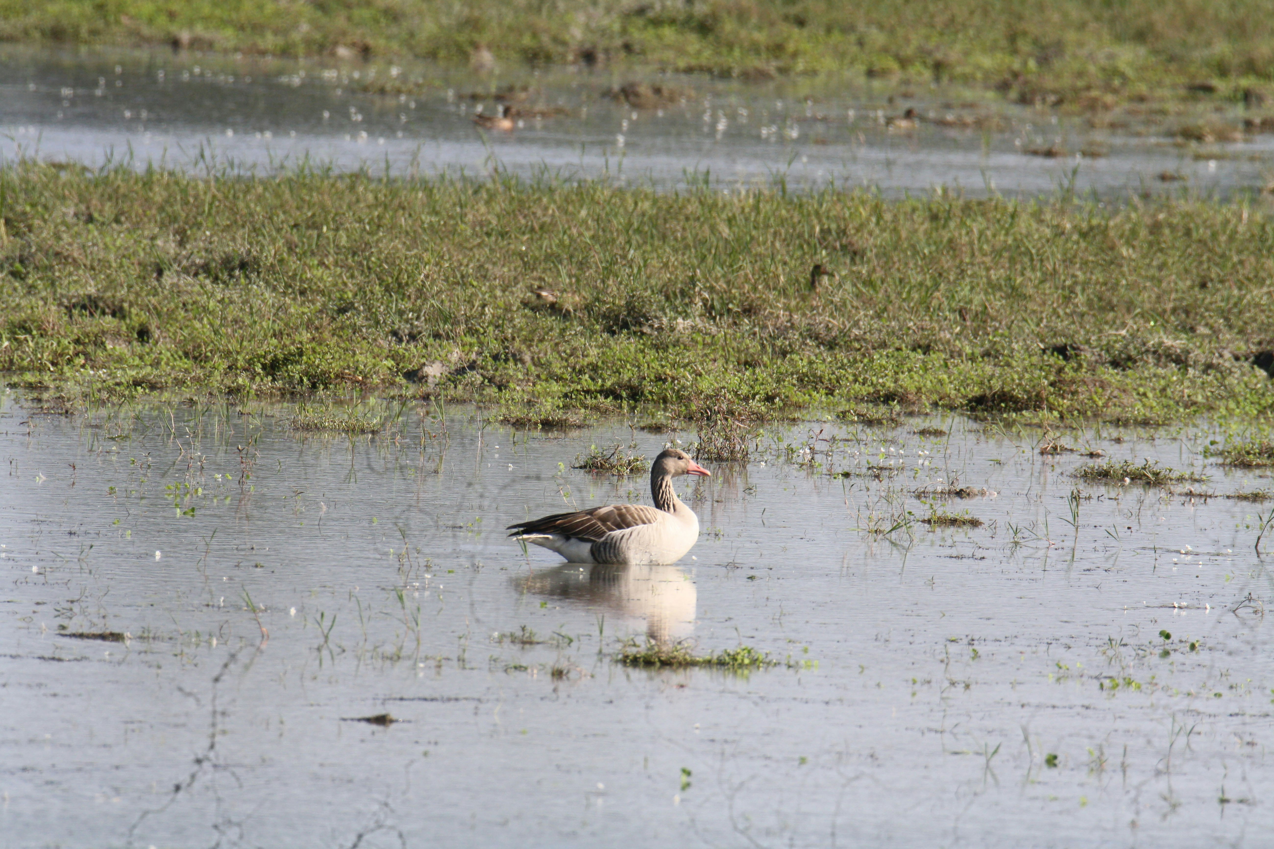 Photo by sylvester_123