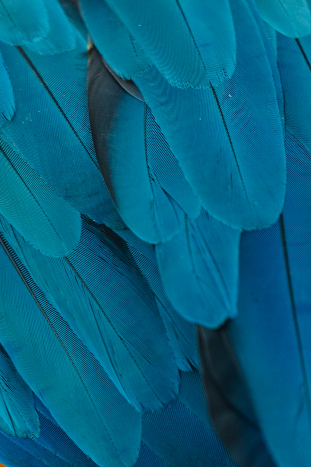 a close up of a blue bird's feathers