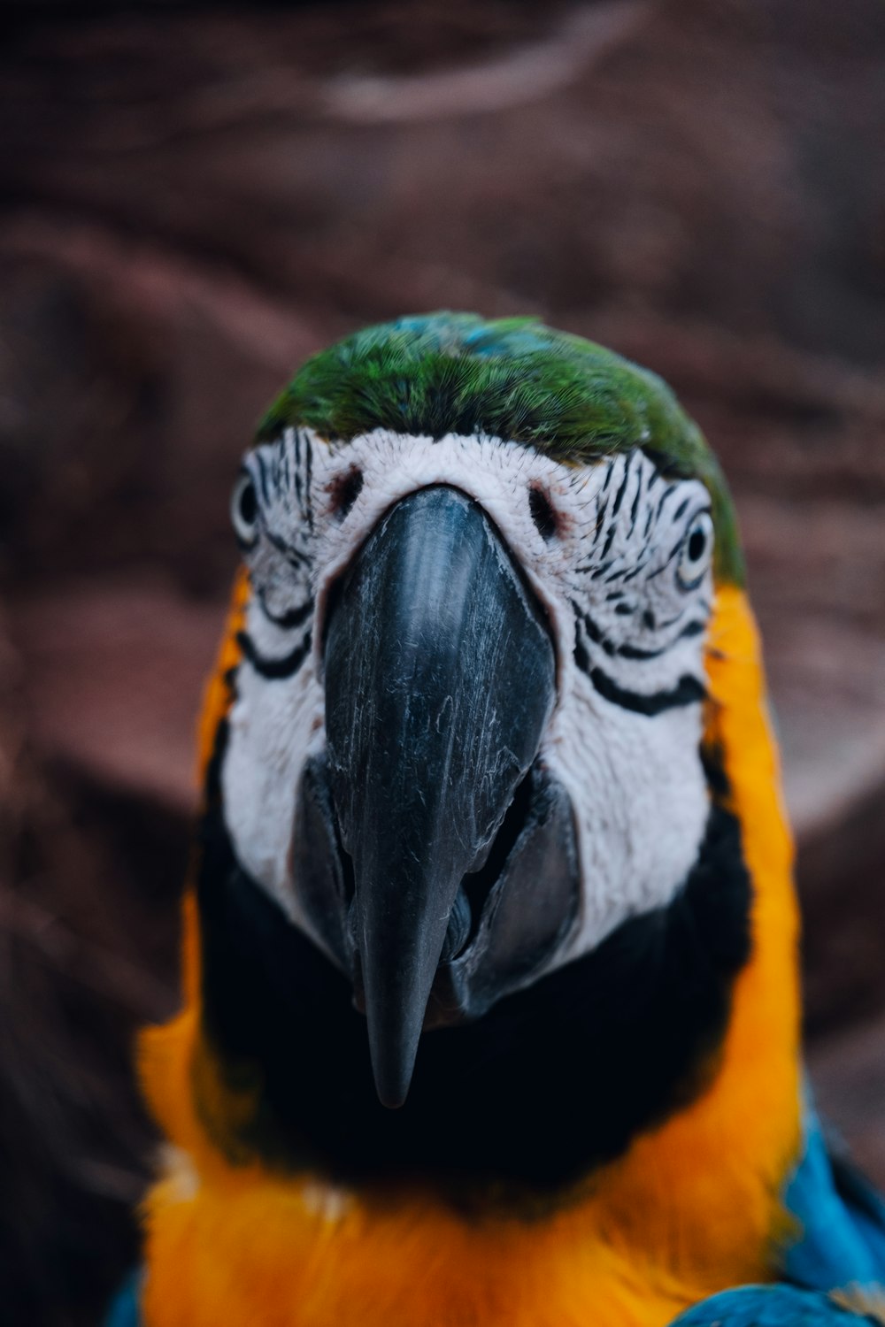 a close up of a colorful bird with a black beak