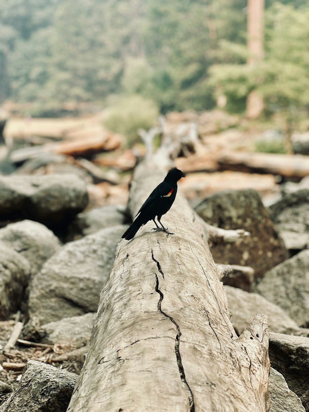 a black bird sitting on top of a log