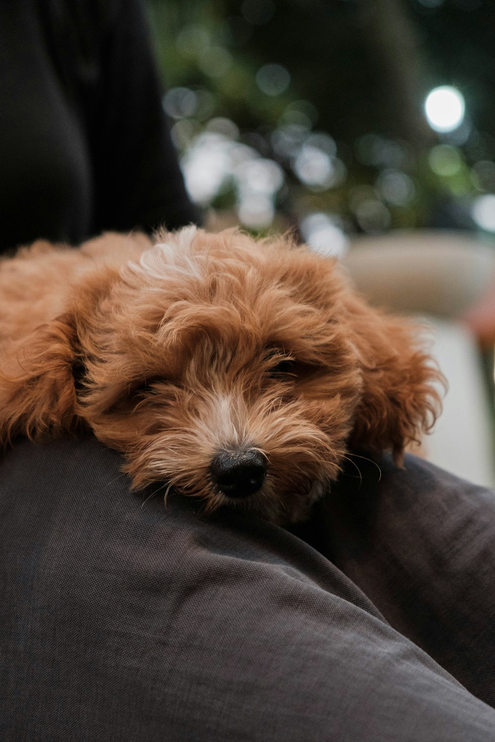 a small brown dog laying on top of a person's lap